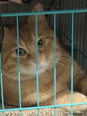 猫笼