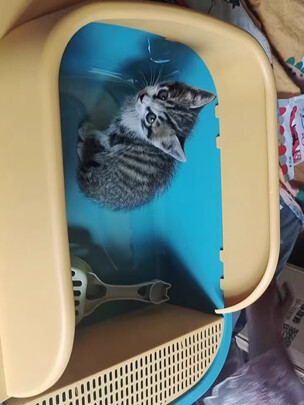 猫砂铲