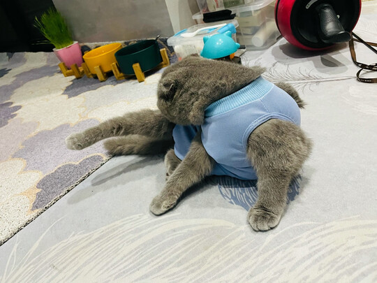 猫咪手术服