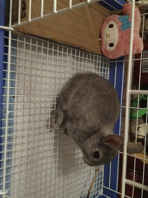 兔笼子