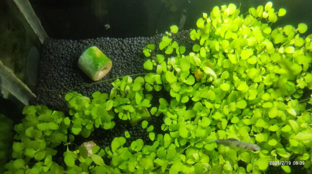 水草种子