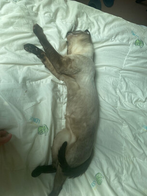 膨润土猫砂