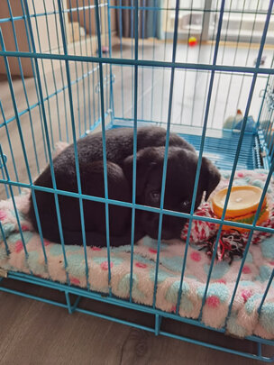  狗笼