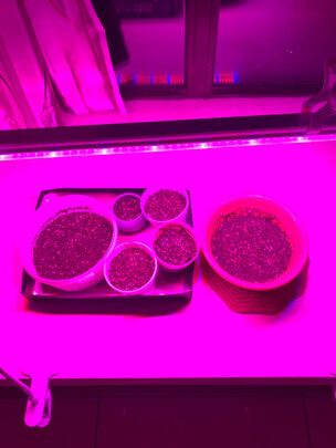 植物生长灯