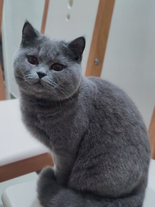 豆腐猫砂