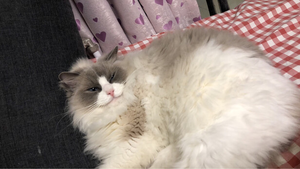 豆腐猫砂