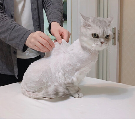  狗狗电推剪