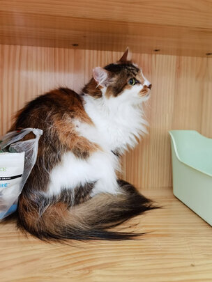 猫条猫零食