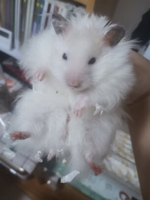 仓鼠木屑