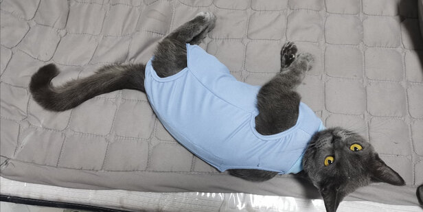 猫咪手术服