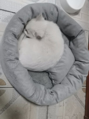 猫窝