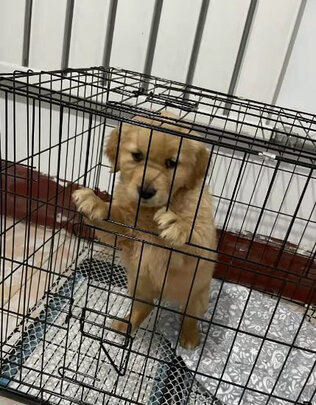  狗笼