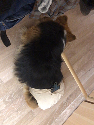宠物纸尿裤