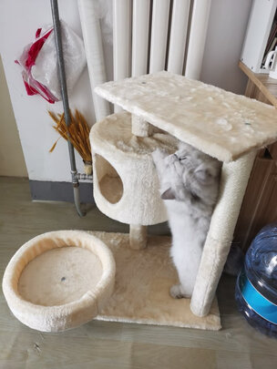 猫爬架