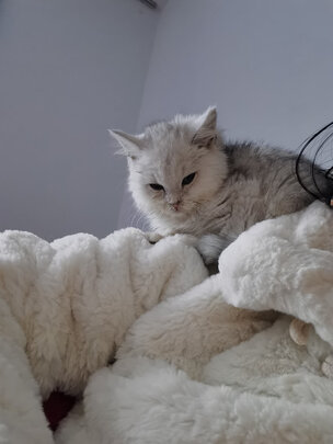 猫冻干