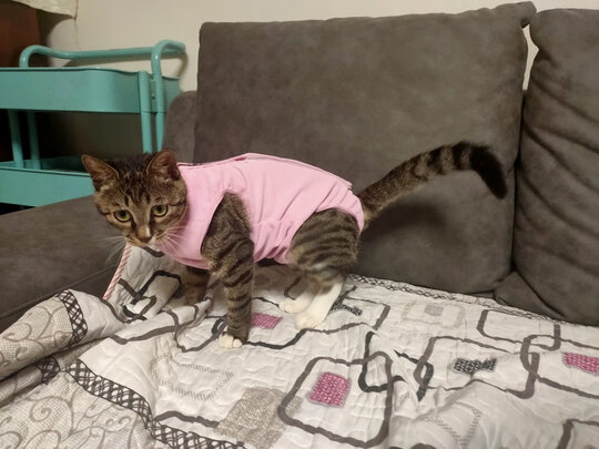 猫咪手术服