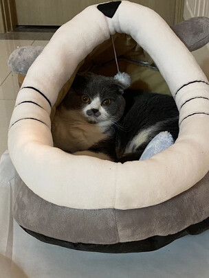猫窝