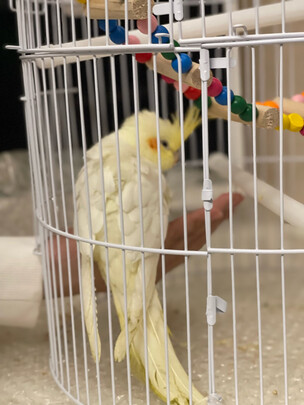 鸟笼
