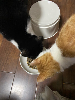 猫碗狗碗