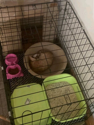 狗笼