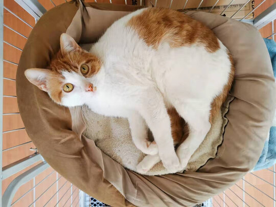 猫粮