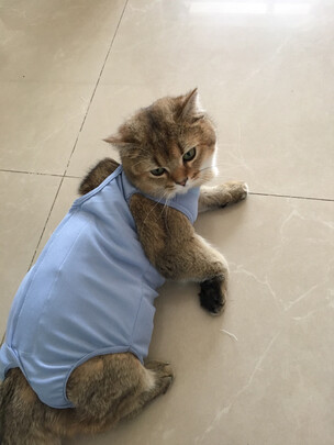 猫咪手术服