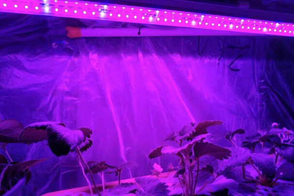 植物生长灯