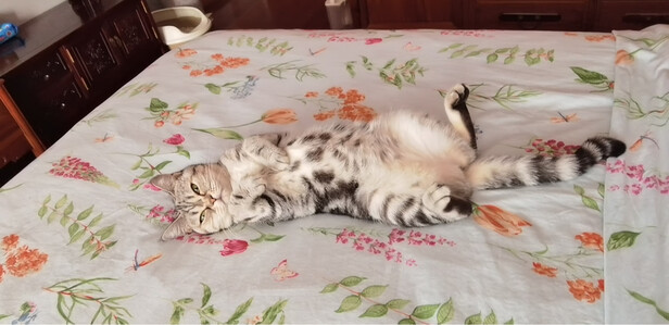 猫罐头