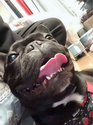  狗笼
