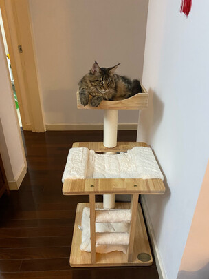 猫爬架