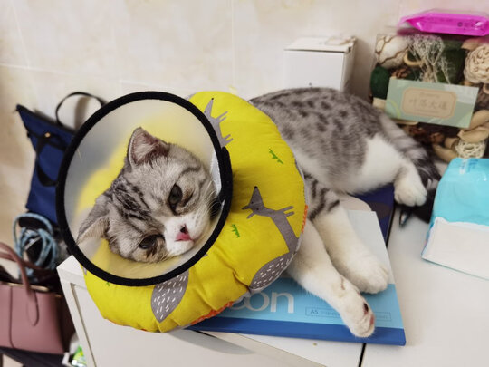 猫项圈