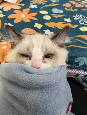  猫咪剃脚毛器