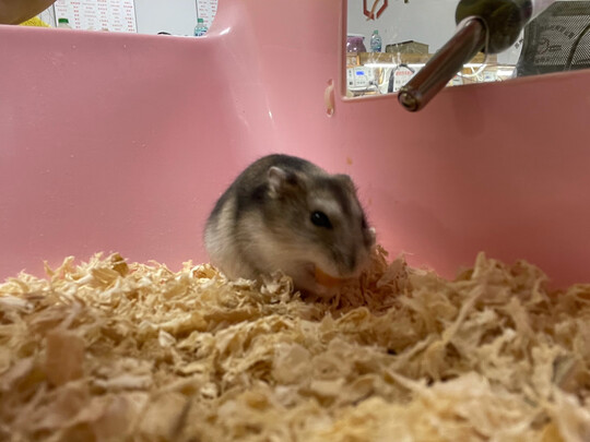 仓鼠木屑