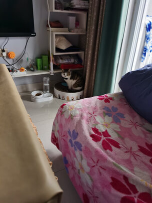 猫窝