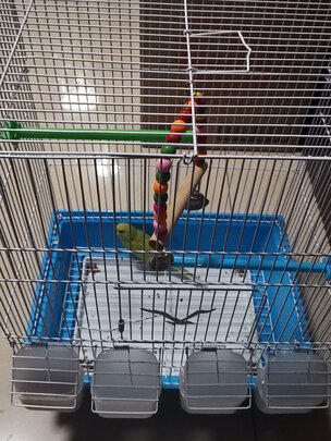 鸟笼