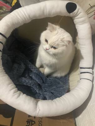 猫窝