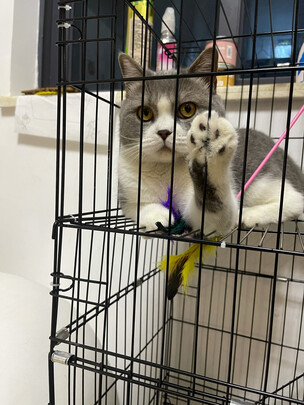  猫笼