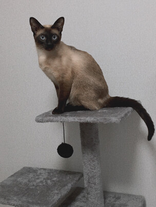 猫爬架