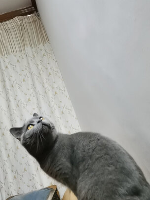 猫抓板