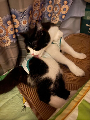 猫咪手术服