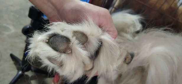  狗狗电推剪