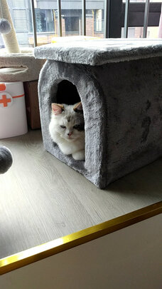 猫爬架