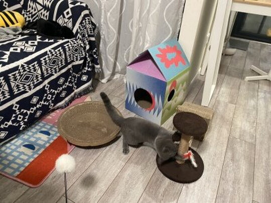 猫爬架