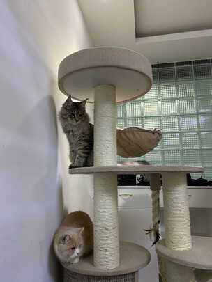 猫爬架