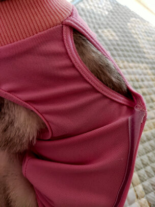 猫咪手术服