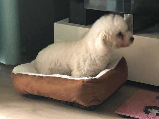 猫窝