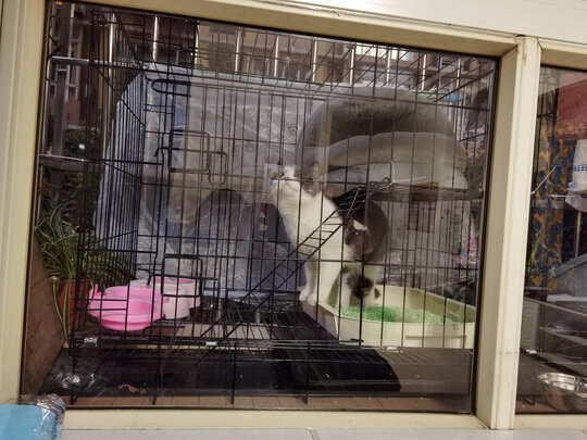  猫笼