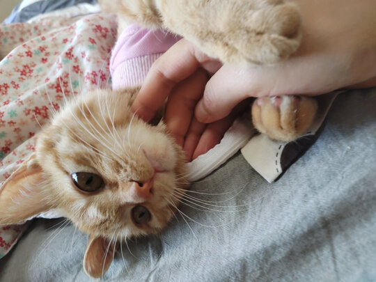 猫咪手术服