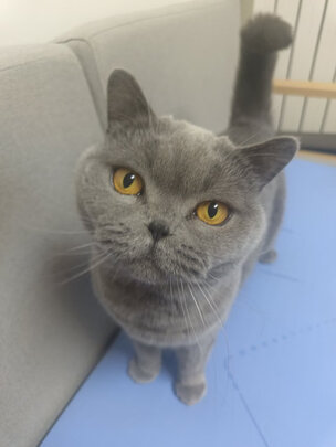 猫粮罐头