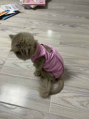 猫咪手术服